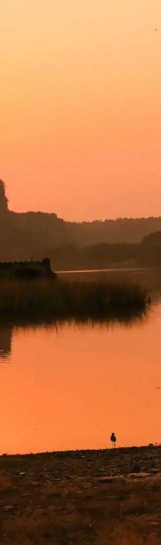 Im Ranthambore Nationalpark